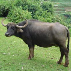 Buffaloes needed for milk