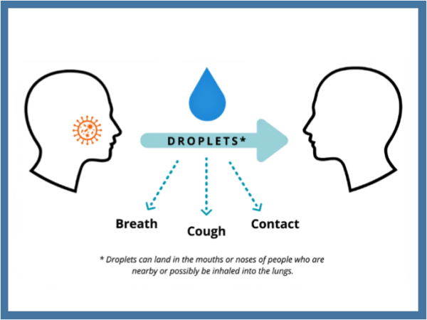 Corona Virus Fact Sheet