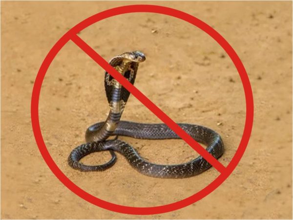 No snakes allowed